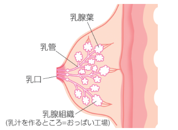 乳腺炎とは？種類と症状、原因をわかりやすく解説